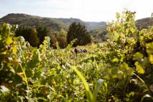 vigne de Signiols