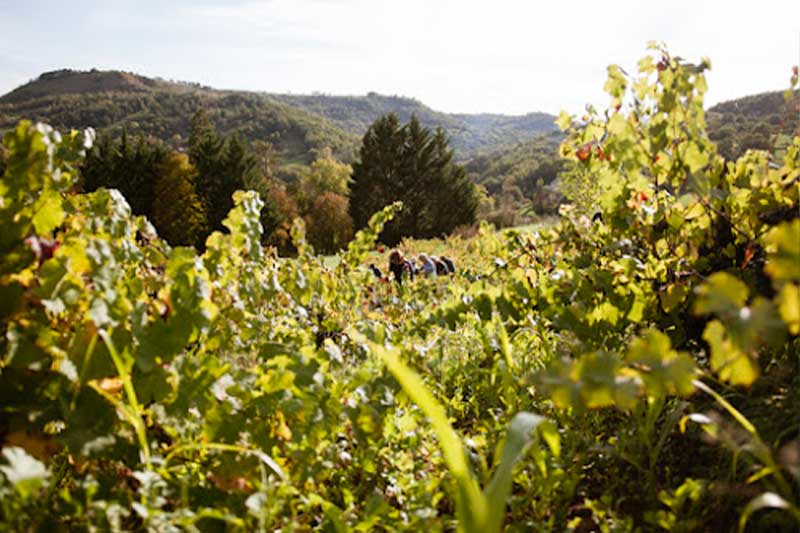 vigne de Signiols